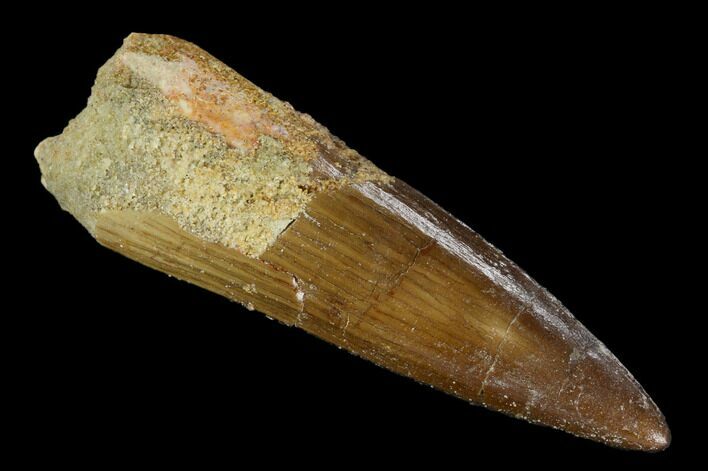 Spinosaurus Tooth - Real Dinosaur Tooth #117763